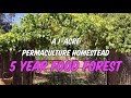 What does a 5 Year Food Forest on a 1 Acre Homestead Look Like?