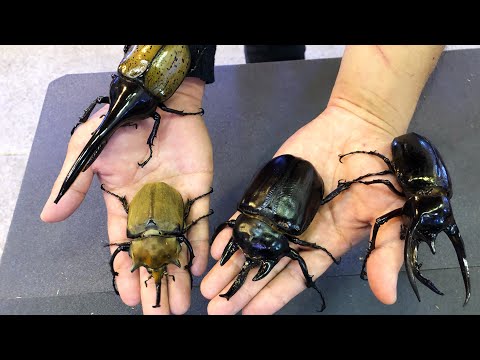 Collected beetles and stag beetles from all over the world - YouTube