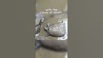 Last Female Yangtze Turtle Dies #shorts