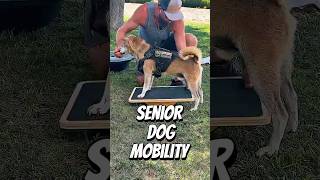 Senior Dog Mobility: Build Muscle. Move Better. Live Longer. | Kado's Protocol