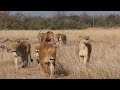 Nharu Lions on the Trail of a Buffalo Herd | The Virtual Safari #105