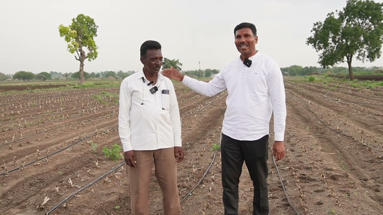 नांगरणी नाही वखरणी मोगडा नाही खुरपणी नाही तरीही एकरी 50 क्विंटल मक्का 13 क्विंटल कापूस जाणुनघ्या कसे