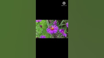 (وَأَوْحَىٰ رَبُّكَ إِلَى النَّحْلِ) بصوت القارئ أحمد العجمي HD 2021