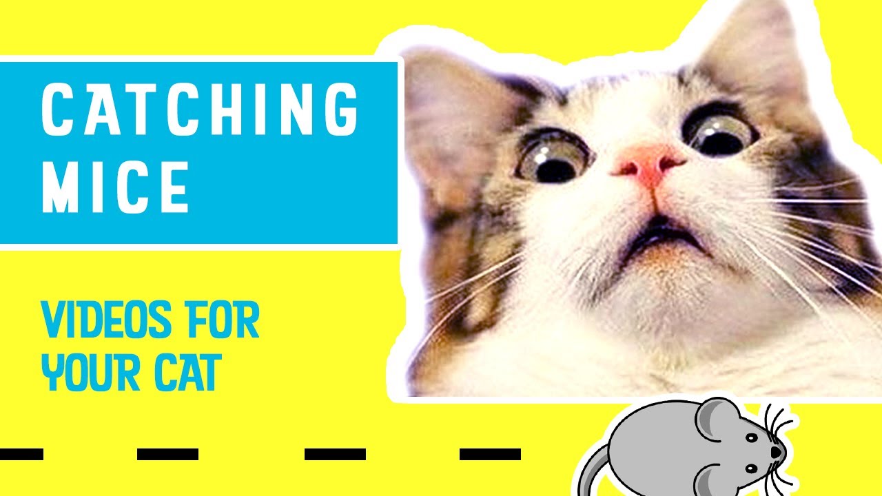 CAT THERAPY 🐭 CATCHING MICE (VIDEOS FOR YOUR CAT) YouTube
