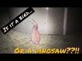 Subscribe for rare kiwi bird in our back yard showing off