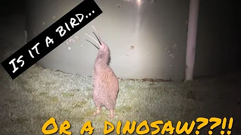 **SUBSCRIBE **For Rare Kiwi bird in our back yard showing off