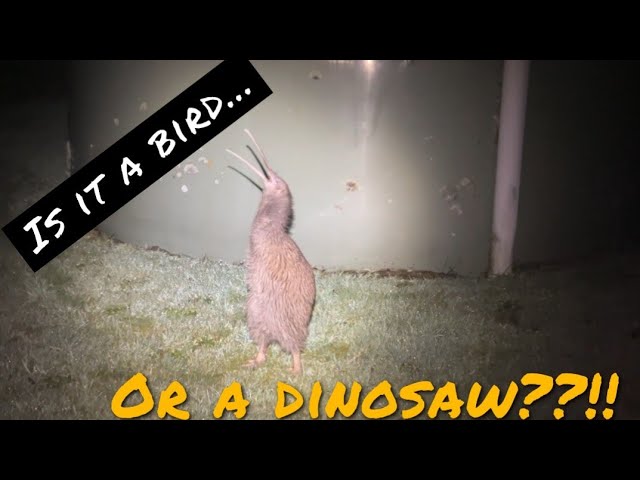 **SUBSCRIBE **For Rare Kiwi bird in our back yard showing off class=