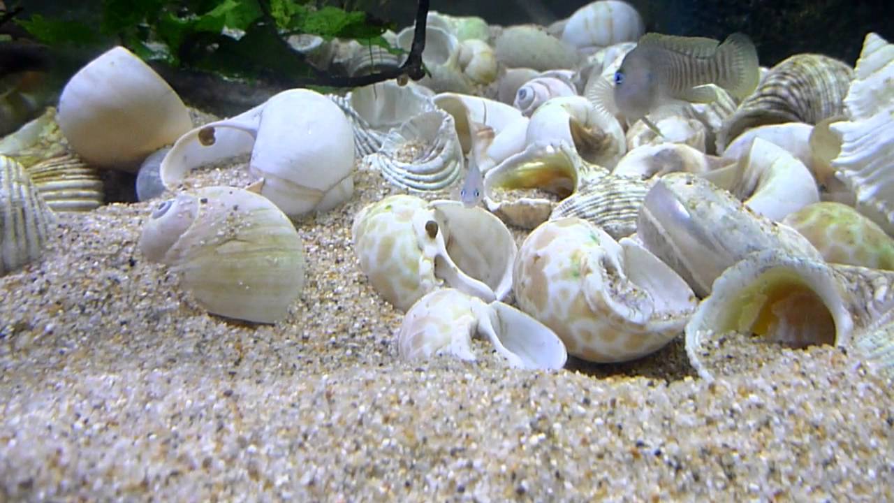 Lamprologus Multifasciatus Shell Dwellers YouTube