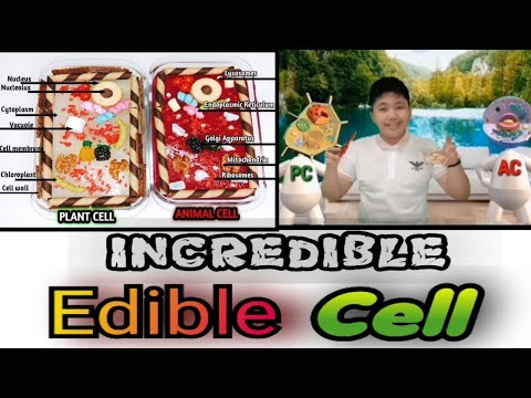 Incredible EDIBLE CELL Model using Jello to ILLUSTRATE PLANT CELL and ANIMAL CELL/D&rsquo; Project Ideas