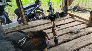 SATU TEMPAT DUA POIN AYAM JAGO||BERBURU AYAM HUTAN