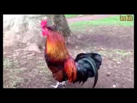 Download lagu Ayam Dj remix Ayam Dj remix