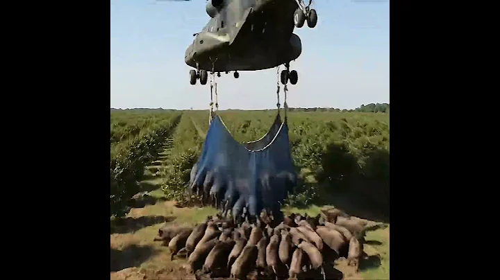 Helicopter capture wild boars that destroy crops #villagelife #farmlife #rural #Helicopter 27