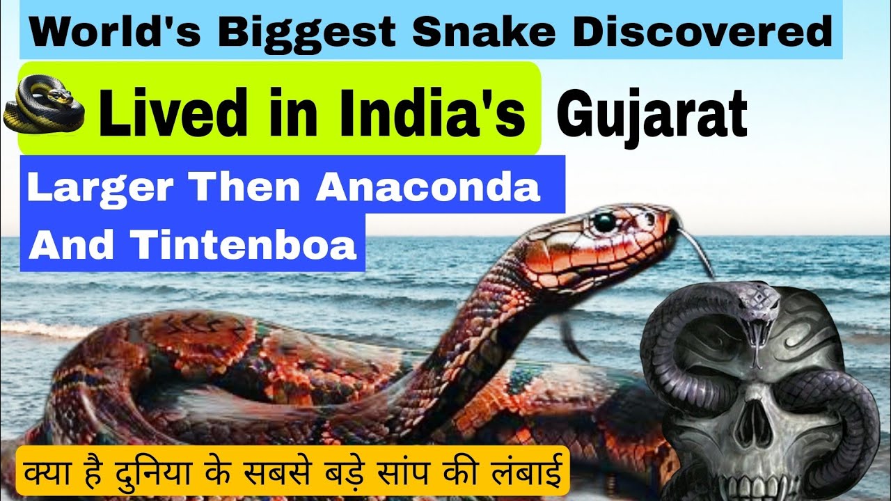 World s Biggest Snake Discovered In India Bigger Then Anaconda Gujarat world-s-biggest-snake-discovered-in-india-bigger-then-anaconda-gujarat