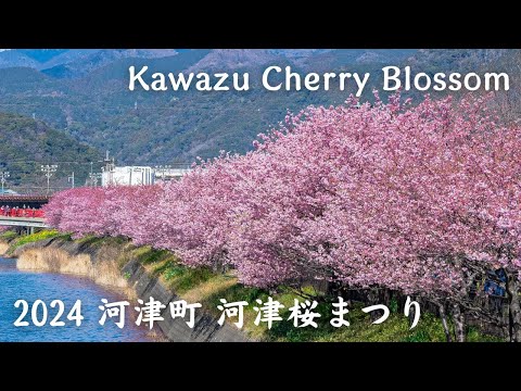 【4K】2024年 河津町 河津桜まつり - Kawazu Cherry Blossom / Kawazu-cho / Walking tour / Japan / Sakura