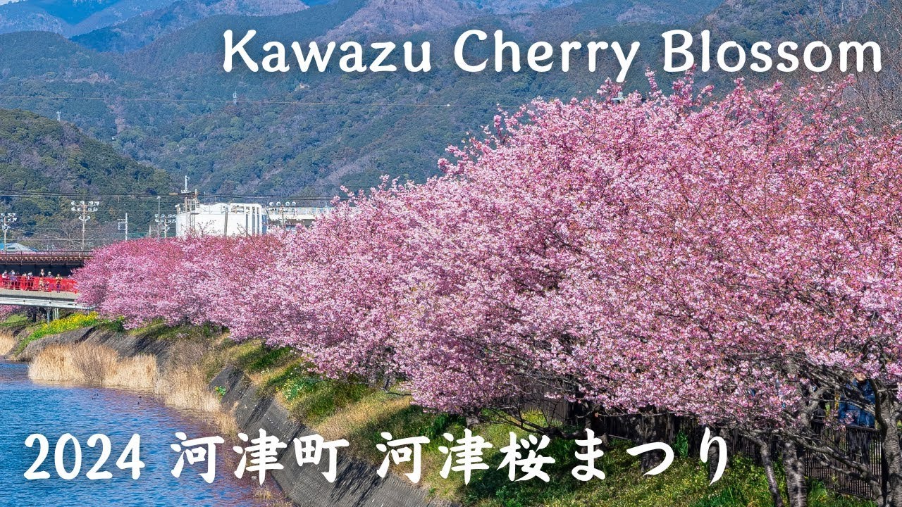 4K】2024年 河津町 河津桜まつり - Kawazu Cherry Blossom / Kawazu