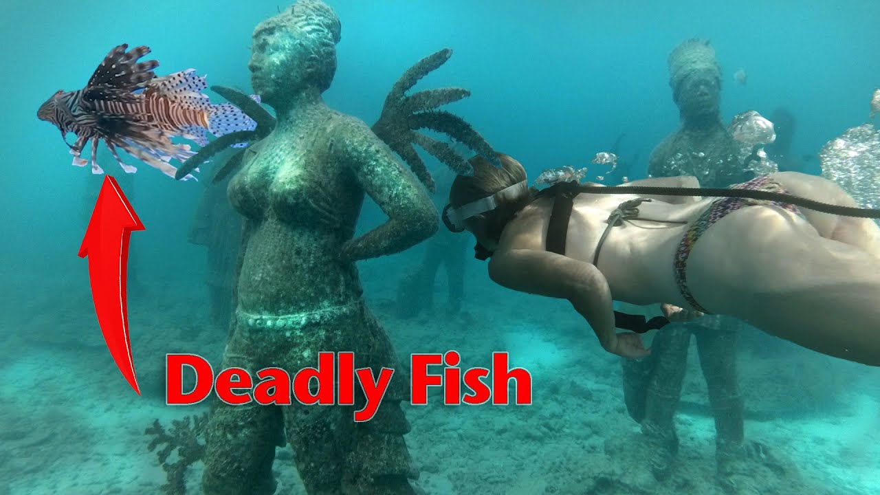 Diving with statues and venomous fish   |  Ep114