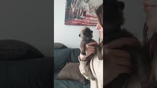 Wolfdog Puppy Learns to Howl from Owner