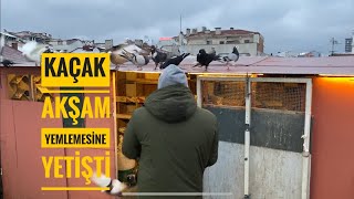 Karda Gelmeyen Kaçak Kuşlari Yemlerken Geldi̇