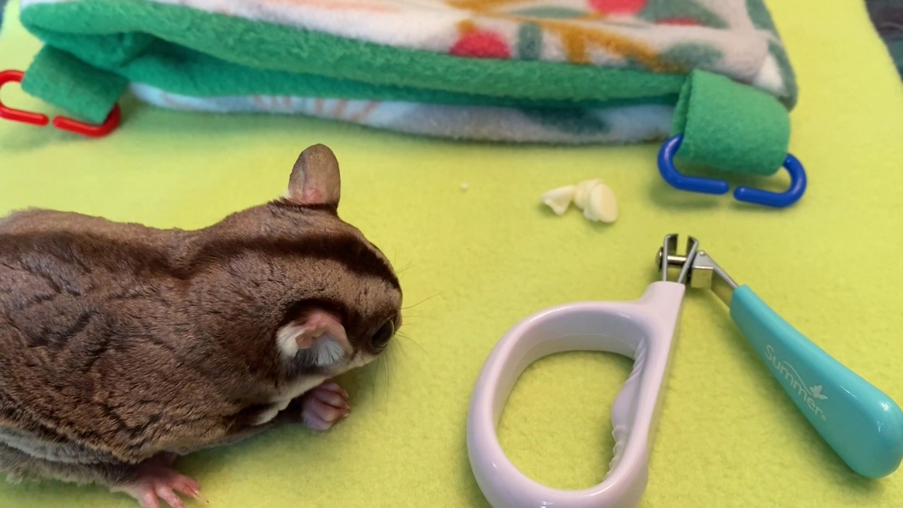 Sugar Glider Nail Trims YouTube