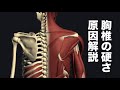 胸椎の硬さの原因を解説してみた
