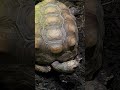 Experienced tortoise keeps an eye on everyone. #shorts