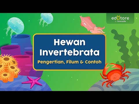 Video: Bagaimana perbedaan moluska dengan invertebrata lain?