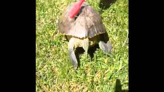 Dancing Party Turtle