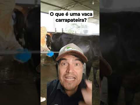 Vídeo: O que é uma vaca?