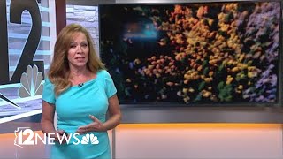 Why Is It Difficult To Find Red Leaves During Fall In Arizona