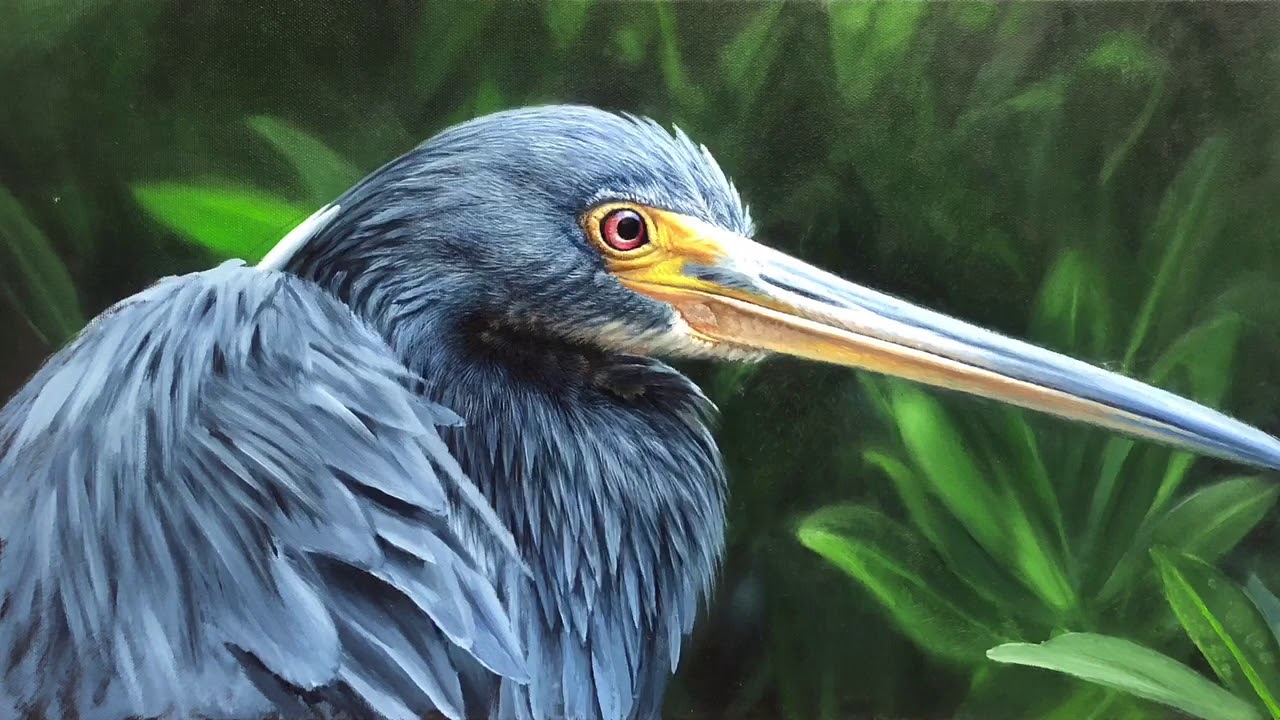 painting-progression-of-tri-colored-heron-by-gregory-graham-grant-youtube