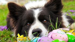 How I took Easter photos about my Border Collie by Little Riley 842 views 6 years ago 4 minutes, 12 seconds