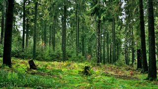 🌳 4K - Relaxing Nature Sounds, Forest Sounds, Bird Song