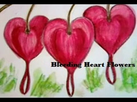 Video: My Bleeding Heart Is A Different Color: Bleeding Heart Flowers Changing Color