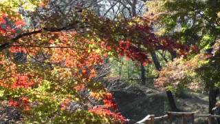 高遠城址公園紅葉 大家都在找解答 旅遊日本住宿評價