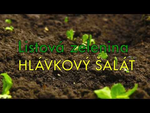 Video: Zber hlávok šalátu – kedy a ako šalát zbierať