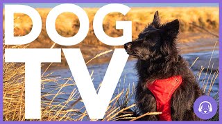 15 HOUR DOG TV  Virtual Dog Walking Experience