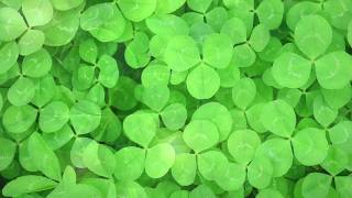 まちがいさがし/菅田将暉/ピアノソロ入門〜初級)