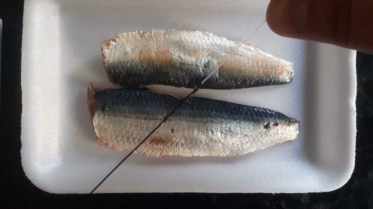 chicote  para pescar bicuda e anchovas com Filézinho de sardinha