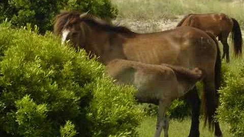 Shackleford wild horses!