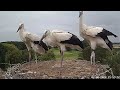 Jungstorch (Fremdstorch) landet im Nest und wird verjagt | Altlandsberg Storchennest | 02.08.2024