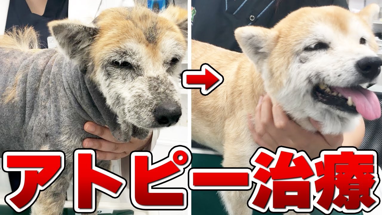 柴犬の皮膚が真っ黒に..身体を掻き続けた全身アトピーを治療  Vol.56