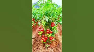 Petani cerdas memetik dan membelah buah tomat merah sangat memuaskan dengan tangan kosong #shorts