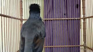 suara masteran jalak kebo gacor full isian guru vokal terbaik buat pancingan semua burung jalak muda