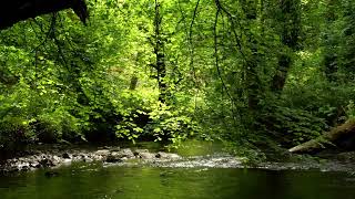 RELAXING NATURE SOUNDS, BIRDSONG AND BUBBLING STREAM FOR STRESS RELIEF, SLEEP, MEDITATION