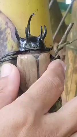 Rare rhinoceros beetle found with five horns instead of two