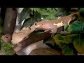 2 crested geckos meet for the first time