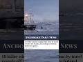 Disturbing News 10 Orcas Caught In Fishing Nets This Year Shorts Disturbing News 10 Orcas Caught In Fishing Nets This Year Shorts