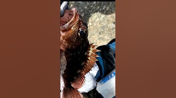 Câu cá mú đá ở bờ biển nhật bản #vlog#ca mu da#cauca