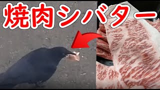 カラスに焼肉シバターをプレゼント　焼肉シバターのプレミアム黒毛和牛(最高級金ラベルオリーブ牛)500g（ロース 約250g モモ 約250g） スライス焼肉（焼きしゃぶ・すき焼き・しゃぶしゃぶ）