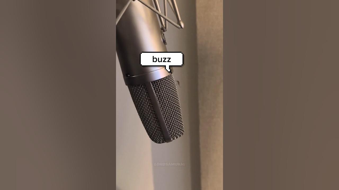 Mosquito singing Oi Oi Oi Mosquito singing Oi Oi Oi
